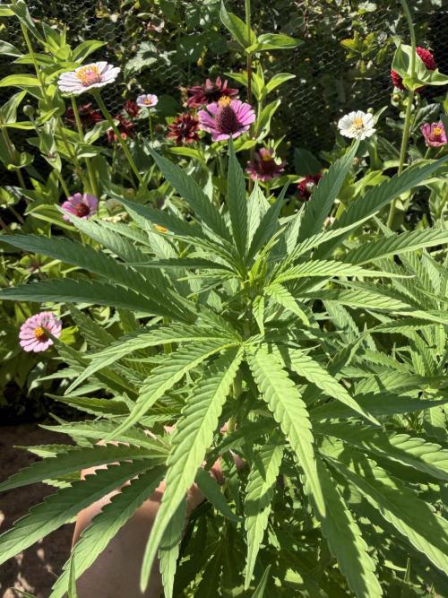 WoS - Appalachian Kush EV Outdoor 2026. Week 20