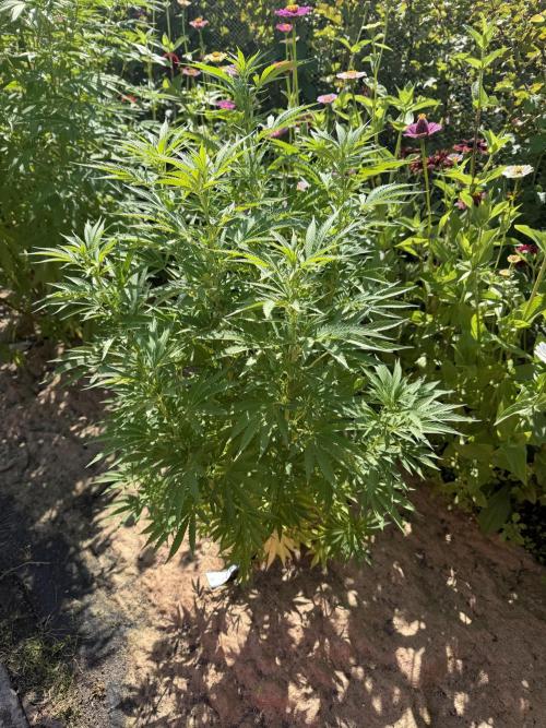 WoS - Appalachian Kush EV Outdoor 2026. Week 20