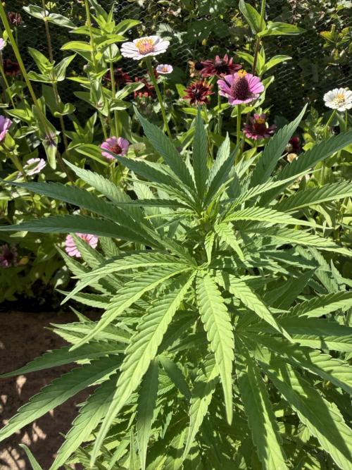 WoS - Appalachian Kush EV Outdoor 2026. Week 20