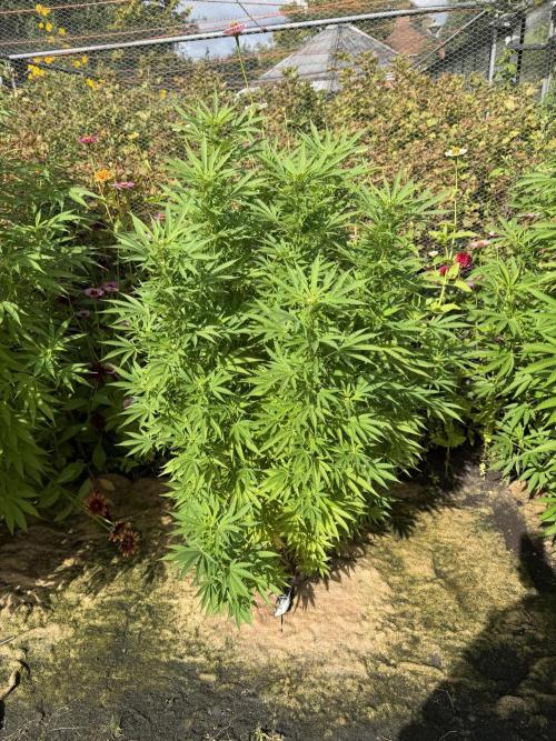 WoS - Appalachian Kush EV Outdoor 2026. Week 20