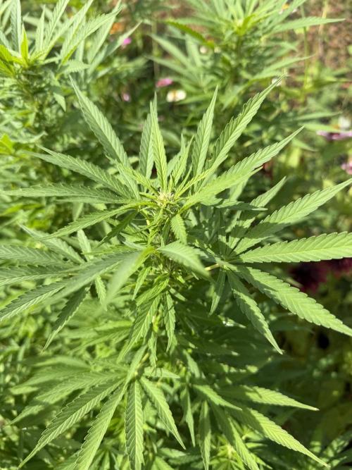 WoS - Appalachian Kush EV Outdoor 2026. Week 20