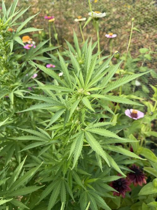 WoS - Appalachian Kush EV Outdoor 2026. Week 20