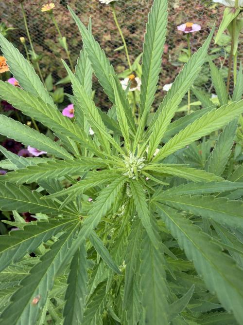 WoS - Appalachian Kush EV Outdoor 2026. Week 20