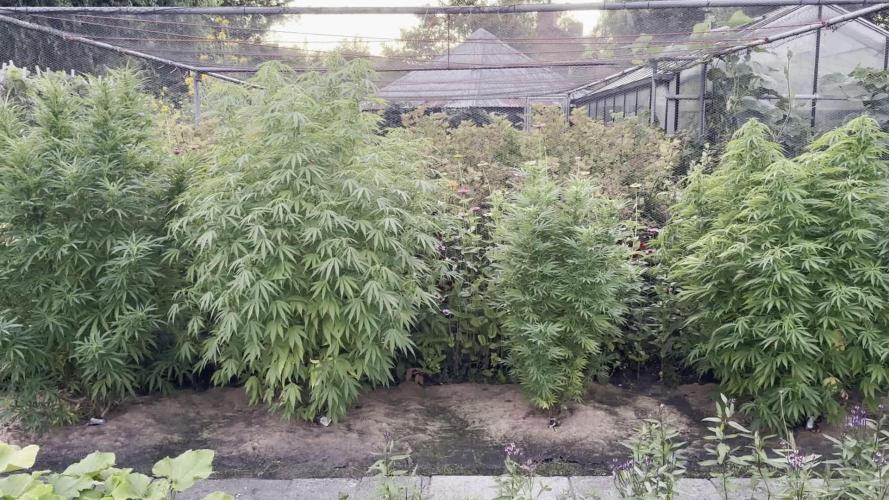 Appalachian Kush. Week 20