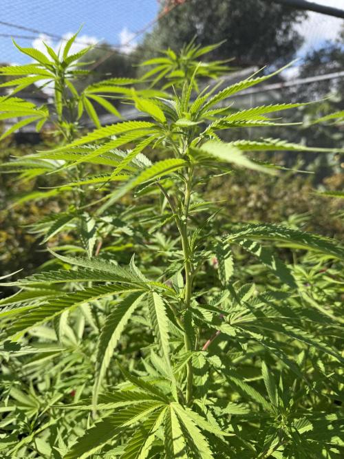 WoS - Burger Kush Early V. Outdoor 2026. Week 20