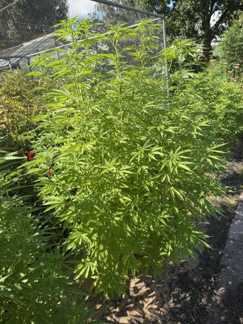 WoS - Burger Kush Early V. Outdoor 2026. Week 20