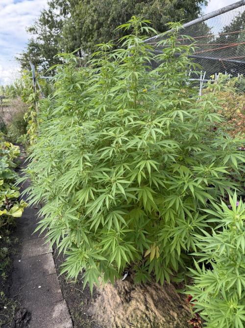 WoS - Burger Kush Early V. Outdoor 2026. Week 20