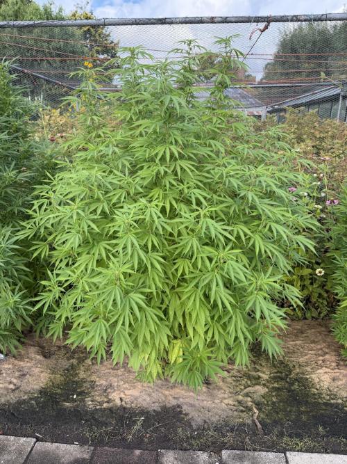 WoS - Burger Kush Early V. Outdoor 2026. Week 20