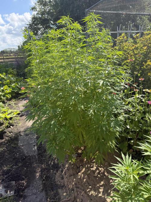 WoS - Burger Kush Early V. Outdoor 2026. Week 20
