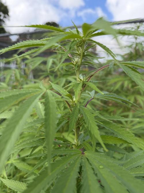 WoS - Burger Kush Early V. Outdoor 2026. Week 20