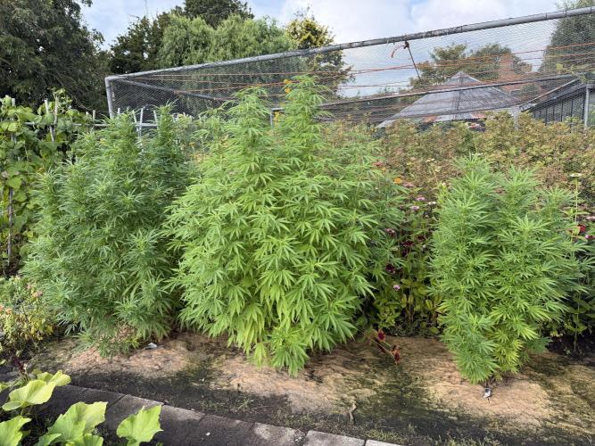 WoS - Burger Kush Early V. Outdoor 2026. Week 20