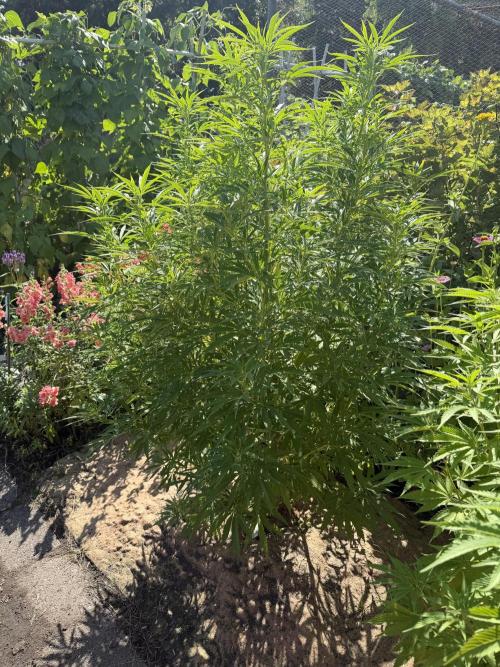 WoS - NL x Big Bud Early V. Outdoor 2026. Week 20