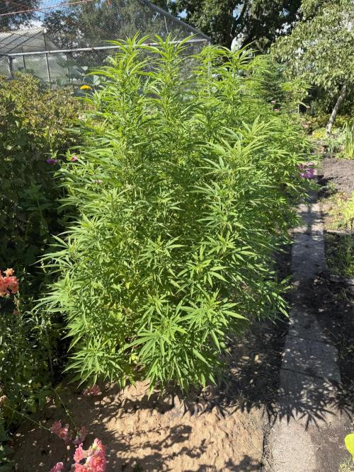 WoS - NL x Big Bud Early V. Outdoor 2026. Week 20