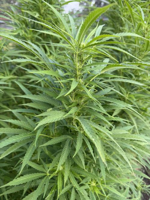 WoS - NL x Big Bud Early V. Outdoor 2026. Week 20