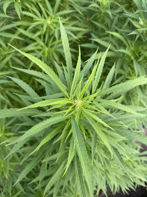 WoS - NL x Big Bud Early V. Outdoor 2026. Week 20