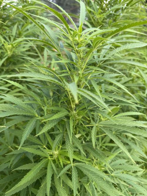 WoS - NL x Big Bud Early V. Outdoor 2026. Week 20