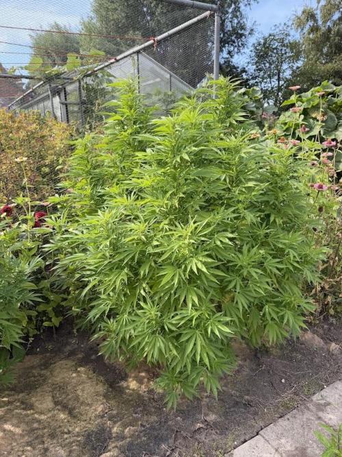 WoS - Amnesia Early Version Outdoor 2026. Week 24