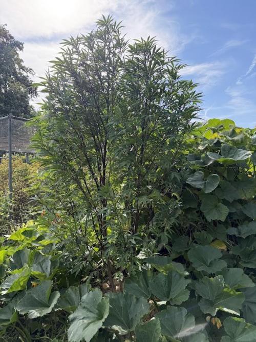 Dutch Passion - GMO Fast Outdoor 2026. Week 23