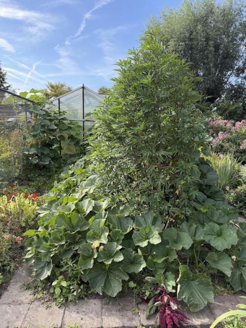 Dutch Passion - GMO Fast Outdoor 2026. Week 23