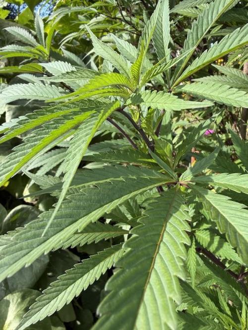 Dutch Passion - GMO Fast Outdoor 2026. Week 23