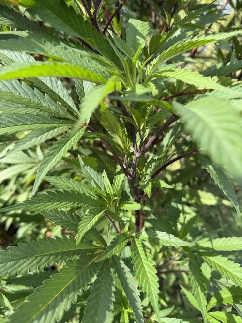 Dutch Passion - GMO Fast Outdoor 2026. Week 23