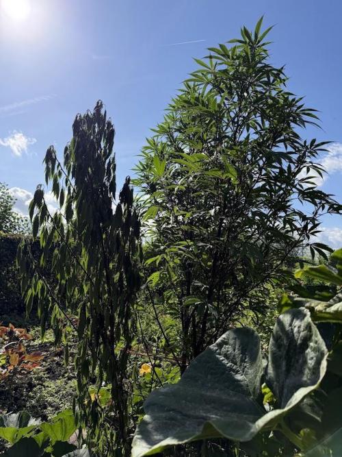 Dutch Passion - GMO Fast Outdoor 2026. Week 23