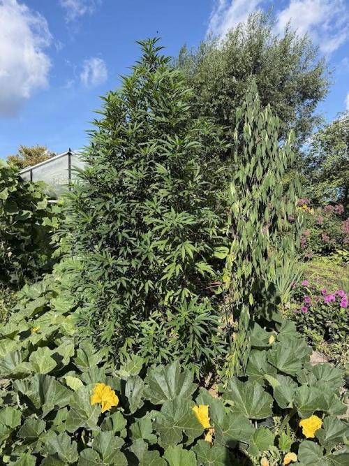 Dutch Passion - GMO Fast Outdoor 2026. Week 23