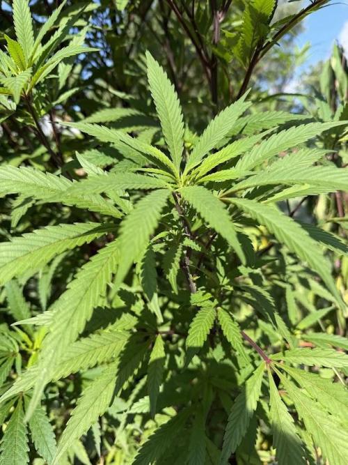 Dutch Passion - GMO Fast Outdoor 2026. Week 23