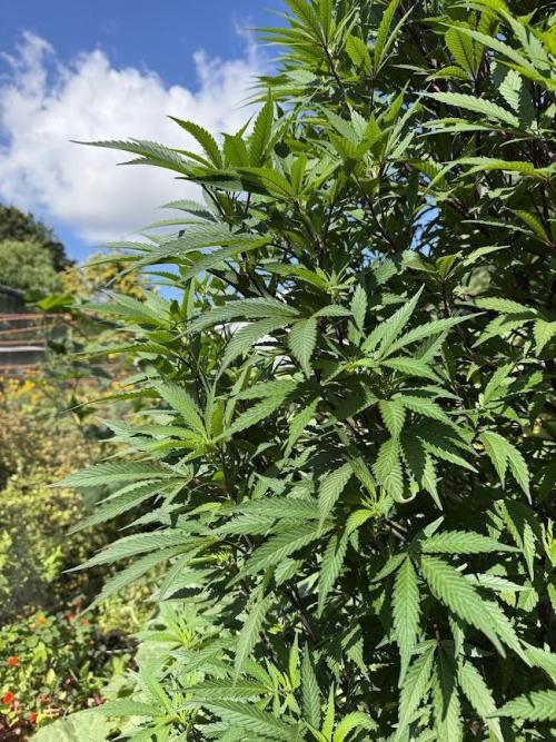 Dutch Passion - GMO Fast Outdoor 2026. Week 23