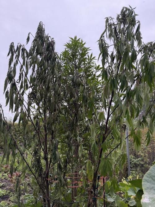 Dutch Passion - GMO Fast Outdoor 2026. Week 23