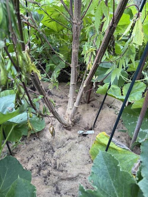 Dutch Passion - GMO Fast Outdoor 2026. Week 23