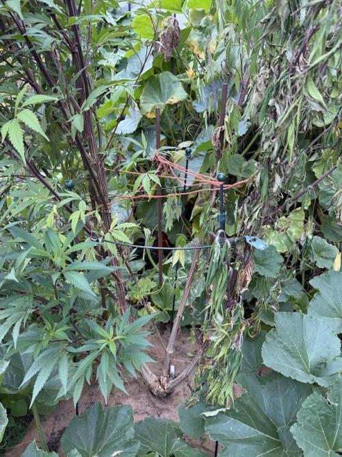 Dutch Passion - GMO Fast Outdoor 2026. Week 23