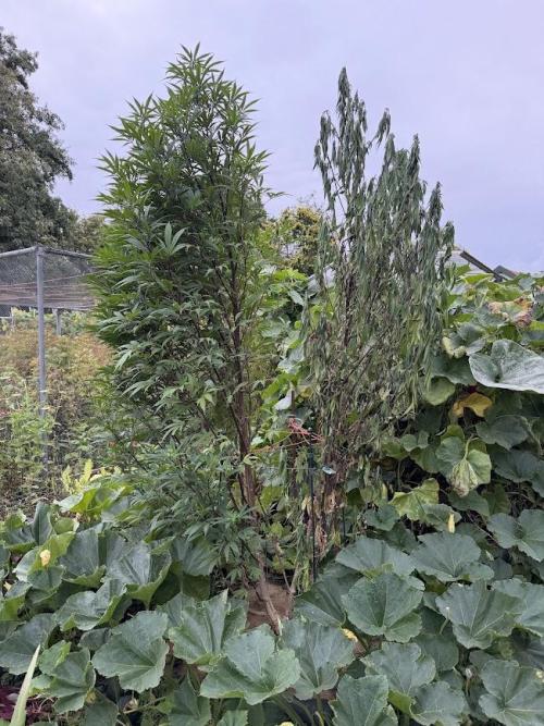 Dutch Passion - GMO Fast Outdoor 2026. Week 23