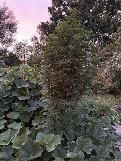 Dutch Passion - GMO Fast Outdoor 2026. Week 23
