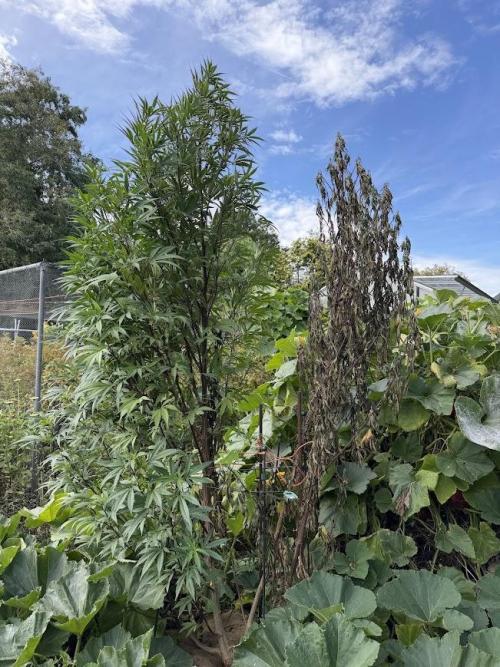 Dutch Passion - GMO Fast Outdoor 2026. Week 23