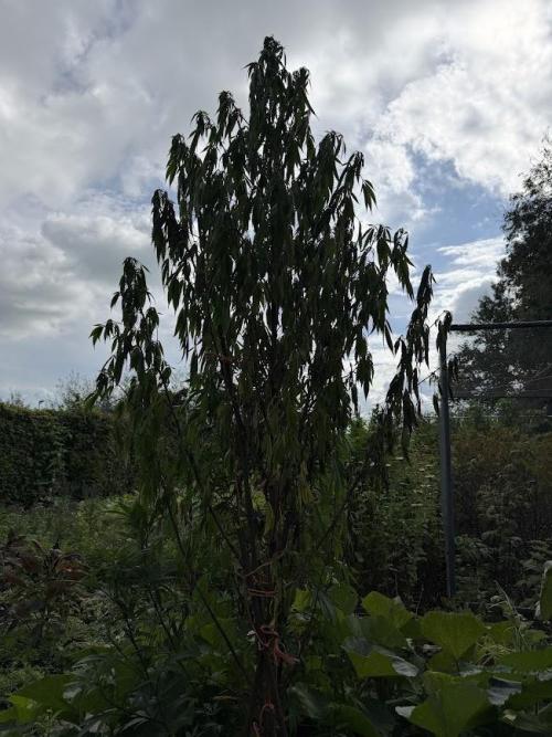 Dutch Passion - GMO Fast Outdoor 2026. Week 23
