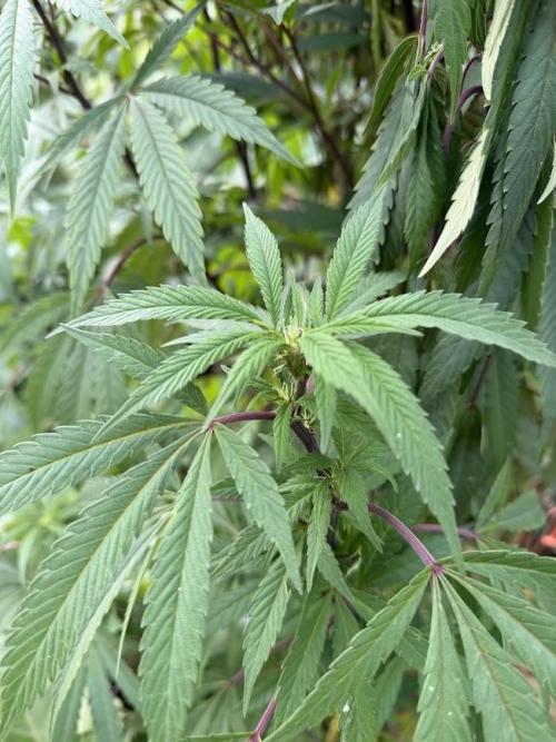 Dutch Passion - GMO Fast Outdoor 2026. Week 28