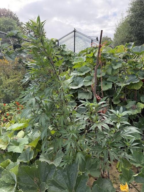 Dutch Passion - GMO Fast Outdoor 2026. Week 28