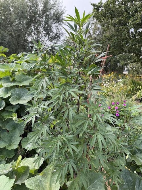 Dutch Passion - GMO Fast Outdoor 2026. Week 28
