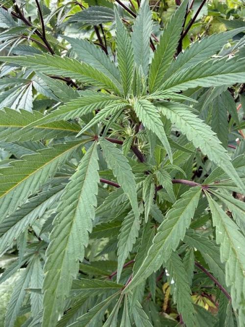 Dutch Passion - GMO Fast Outdoor 2026. Week 28