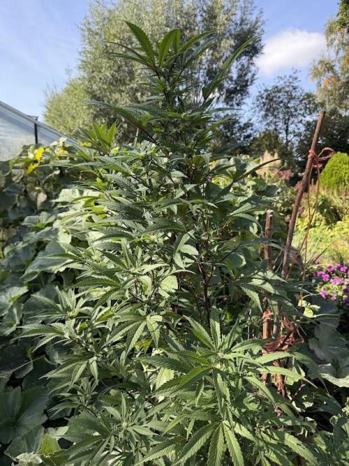 Dutch Passion - GMO Fast Outdoor 2026. Week 28