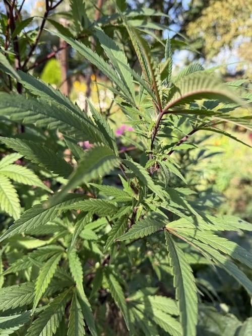 Dutch Passion - GMO Fast Outdoor 2026. Week 28