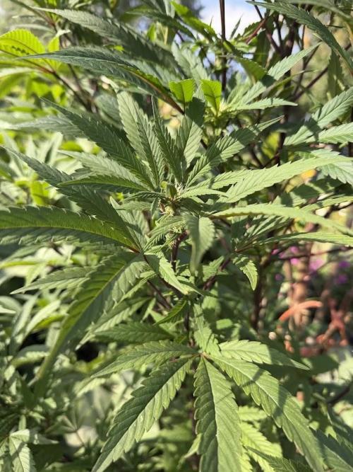 Dutch Passion - GMO Fast Outdoor 2026. Week 28