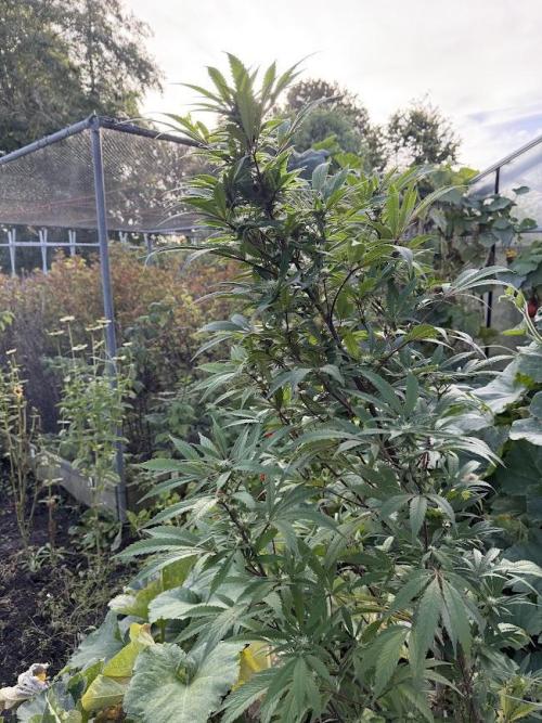Dutch Passion - GMO Fast Outdoor 2026. Week 28