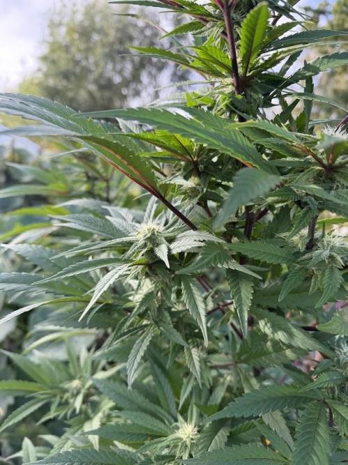 Dutch Passion - GMO Fast Outdoor 2026. Week 28