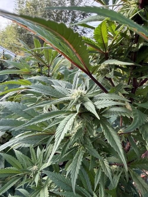 Dutch Passion - GMO Fast Outdoor 2026. Week 28