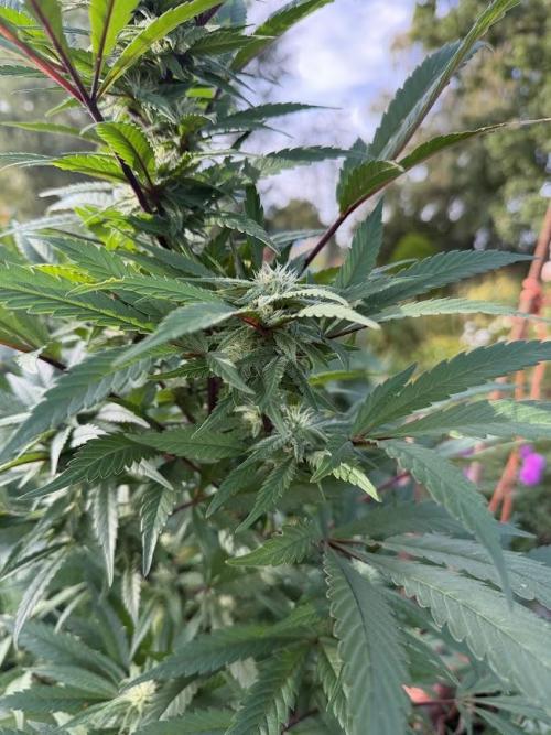 Dutch Passion - GMO Fast Outdoor 2026. Week 28