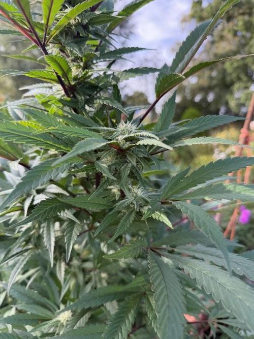 Dutch Passion - GMO Fast Outdoor 2026. Week 28