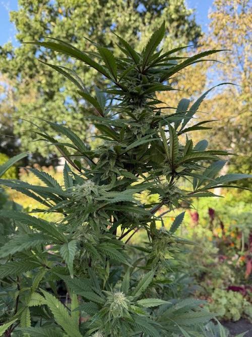 Dutch Passion - GMO Fast Outdoor 2026. Week 28