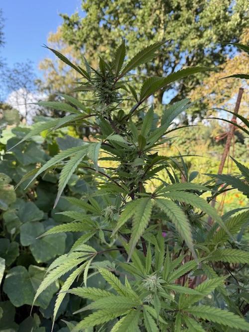 Dutch Passion - GMO Fast Outdoor 2026. Week 28
